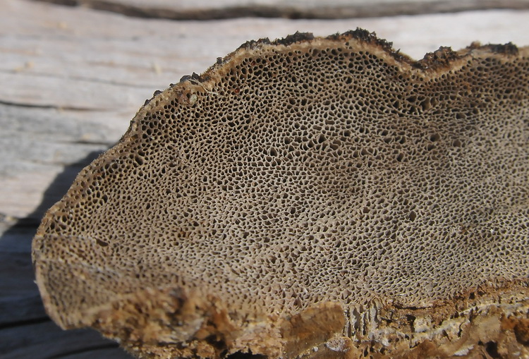 Aphyllophorales dalle dune  corse